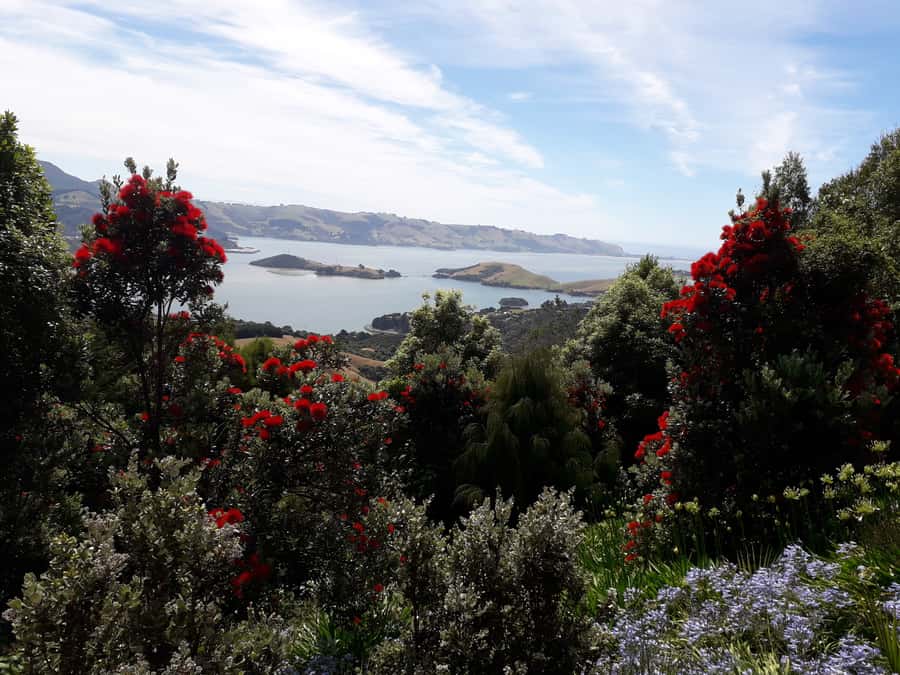 Dunedin: Peninsula with Lanarch Castle gardens & Olveston - One hour inside Olveston Historic Home
