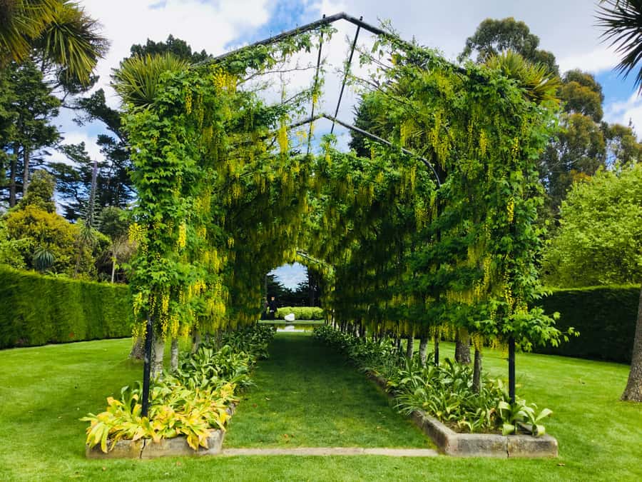 Dunedin: Peninsula with Lanarch Castle gardens & Olveston - Dunedin begins with views and a steep street