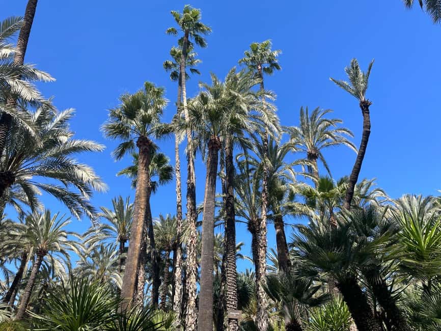 Elche: Entry Ticket Huerto del Cura National Artistic Garden - Key points at a glance