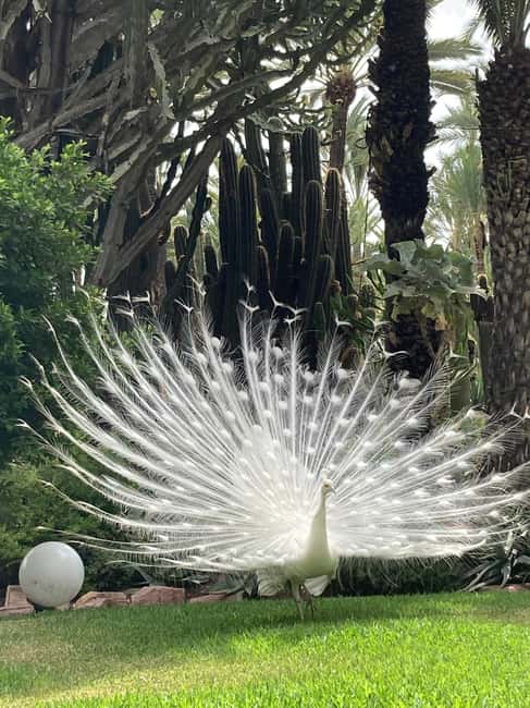 Elche: Entry Ticket Huerto del Cura National Artistic Garden - What the $8 ticket includes