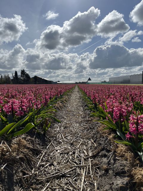 Enjoy the tulip fields in a Landrover with a local guide! - Timing your visit around the flowers