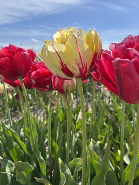 Enjoy the tulip fields in a Landrover with a local guide! - Why this Land Rover tour is different from a Keukenhof visit