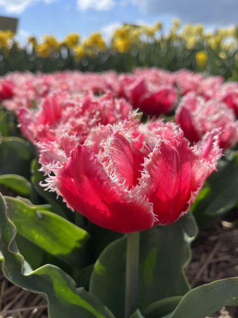 Enjoy the tulip fields in a Landrover with a local guide! - The first 70 minutes: church, countryside, and the Lisserpool Mill