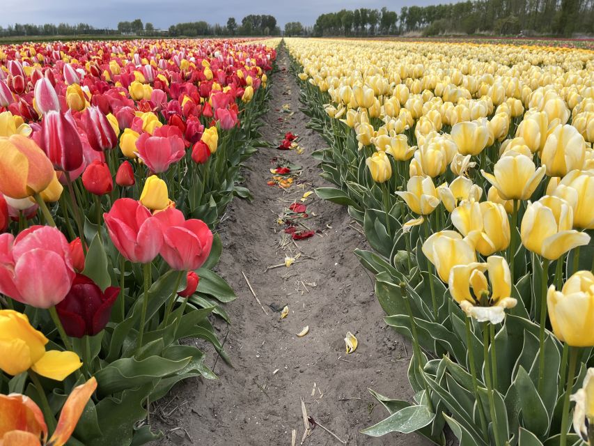 Enjoy the tulip fields in a Landrover with a local guide! - The final hour: Keukenhof Castle and open flower fields