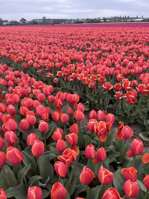 Enjoy the tulip fields in a Landrover with a local guide! - Starting at Restaurant Hanami in Lisse