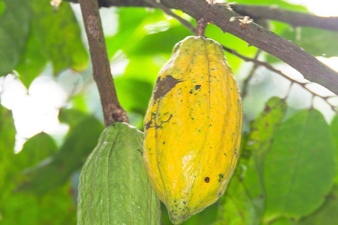Escape Accra City to Aburi Gardens and Tetteh Quarshie Cocoa Farms - From Accra traffic to Aburi’s cooler hills