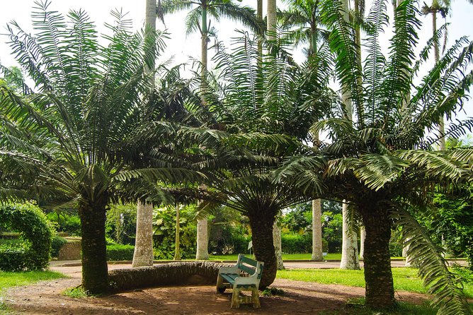 Escape Accra City to Aburi Gardens and Tetteh Quarshie Cocoa Farms - Should you book the Aburi and cocoa farm tour?