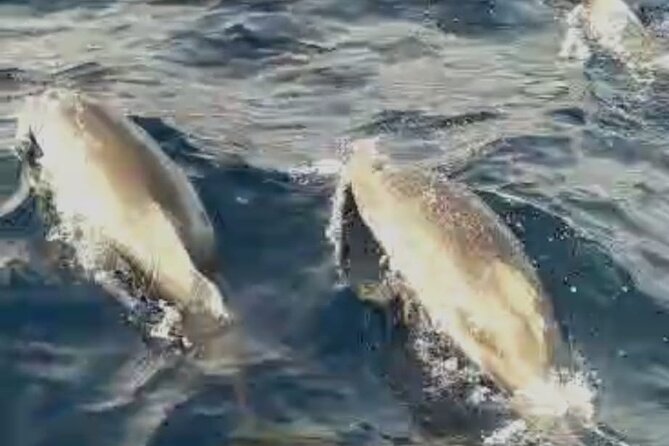 Excursions by boat: Gardens Naxos-Taormina-Isola Bella-DELFINI - Price, timing, and what you receive