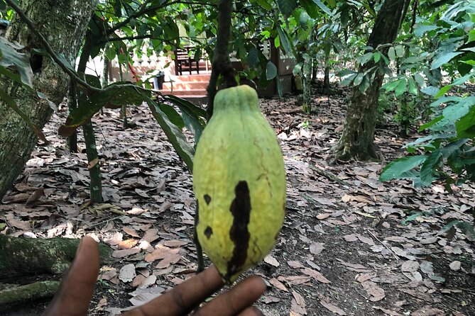 Experience Boti Waterfalls, Aburi Botanical Gardens & Tetteh Quarshie Cocoa Farm - Who should book this experience