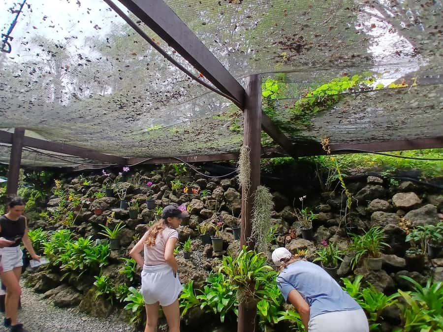 FIJI: Garden of the Sleeping Giant Tour - Why Raymond Burr’s orchid garden is worth your time