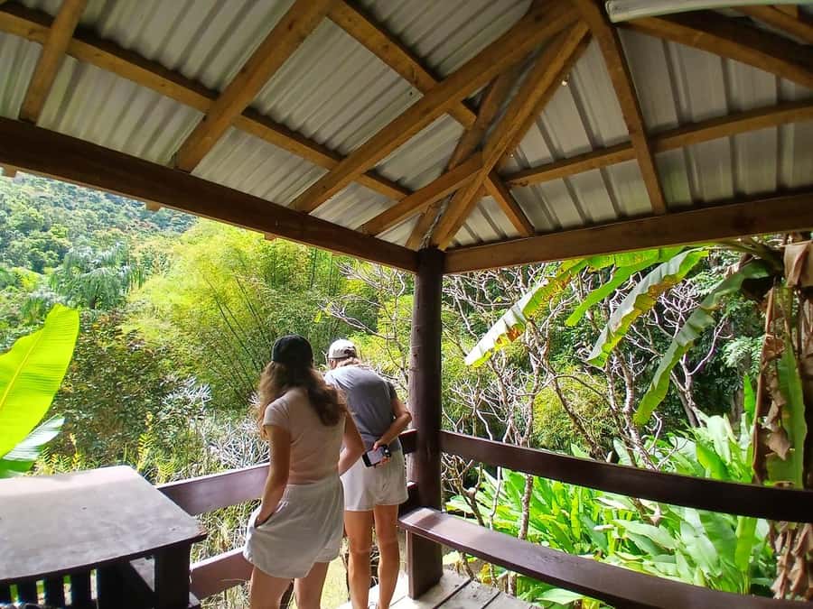 FIJI: Garden of the Sleeping Giant Tour - The lily pond and native forest section