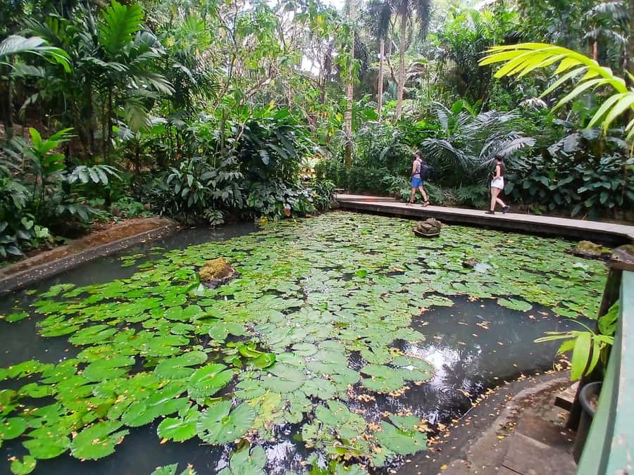 FIJI: Garden of the Sleeping Giant Tour - Timing your visit around heat and crowds