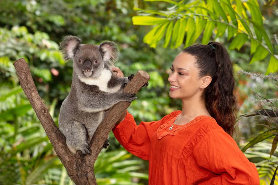 Friends in the Rainforest Package: Koala Gardens & Birdworld - Starting at Kuranda Koala Gardens
