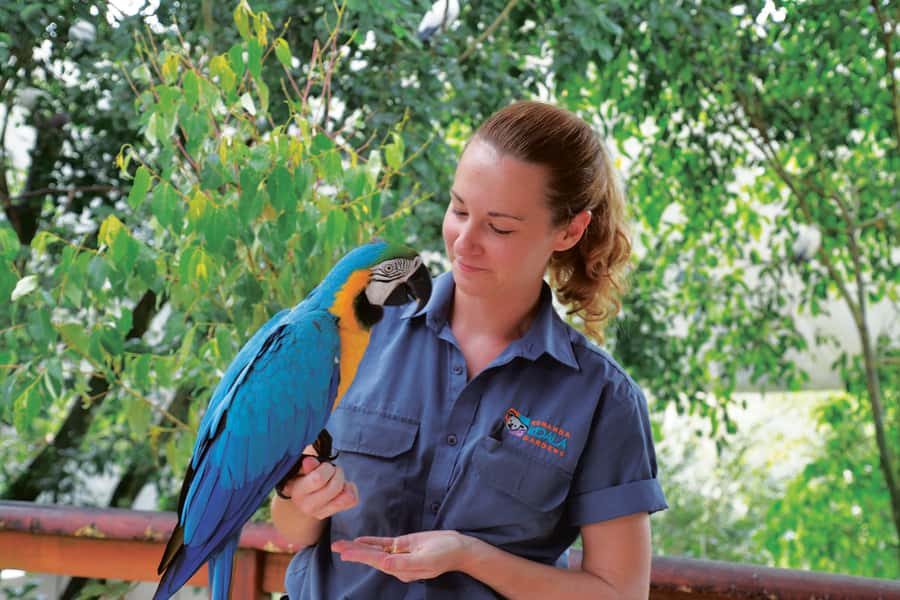 Friends in the Rainforest Package: Koala Gardens & Birdworld - Moving on to Birdworld Kuranda