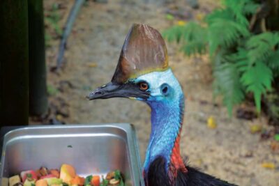 Friends in the Rainforest Package: Koala Gardens & Birdworld