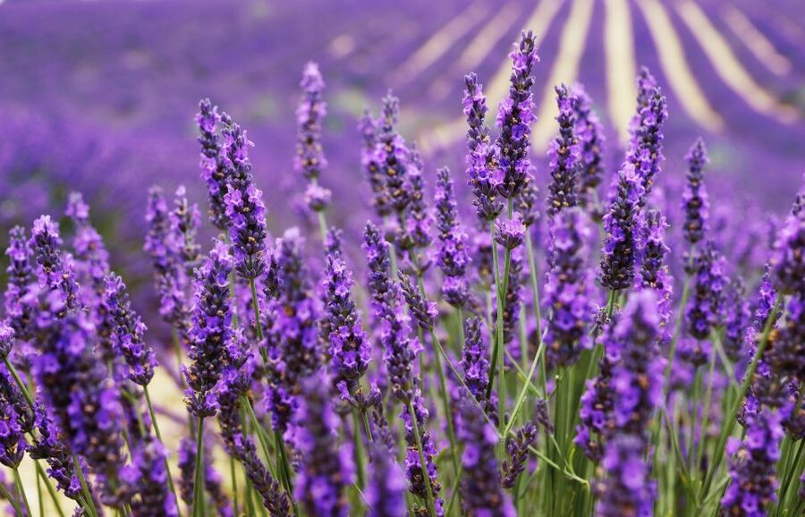 From Aix: Day Trip to Valensole Lavender Fields in Provence - Key points to know before booking