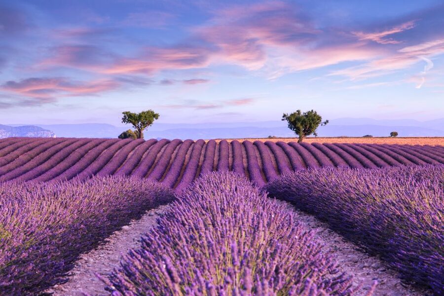 From Aix: Day Trip to Valensole Lavender Fields in Provence - Leaving Aix for the Valensole plateau