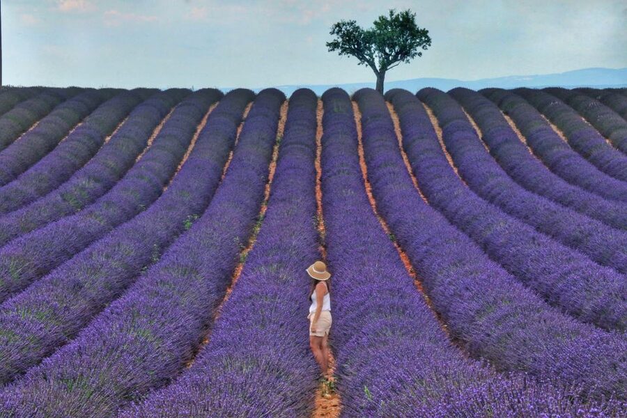 From Aix: Day Trip to Valensole Lavender Fields in Provence - What you learn at the local lavender distillery