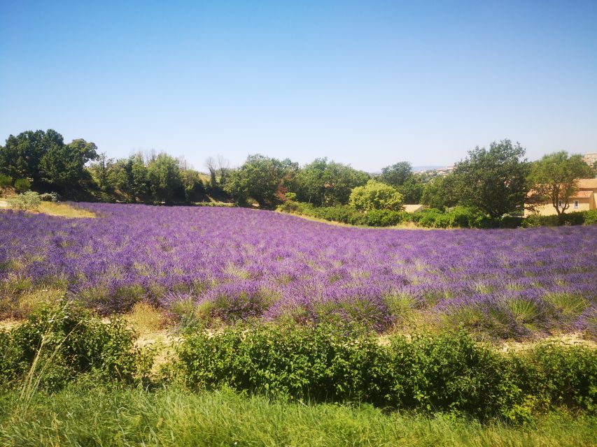 From Aix: Day Trip to Valensole Lavender Fields in Provence - One and a half hours among lavender and sunflowers