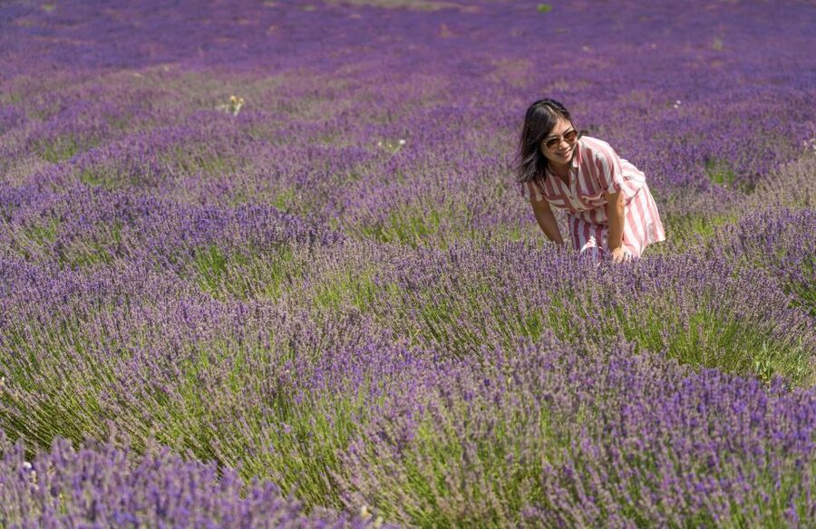 From Aix-en-Provence: Lavender Half Day Tour - Why Valensole makes this four-hour trip worthwhile