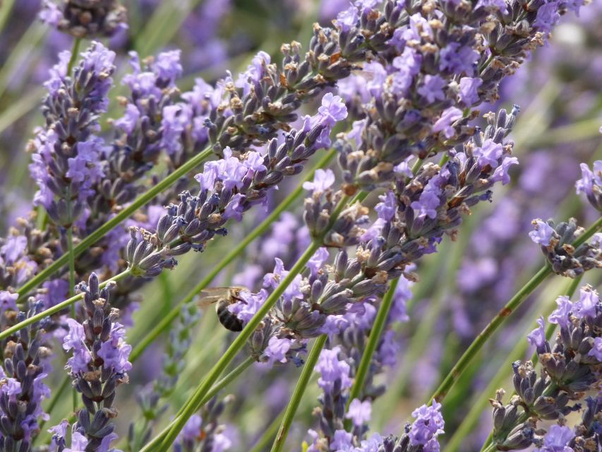 From Aix-en-Provence: Sault Lavender & Gordes Full-Day Tour - Booking and cancellation details
