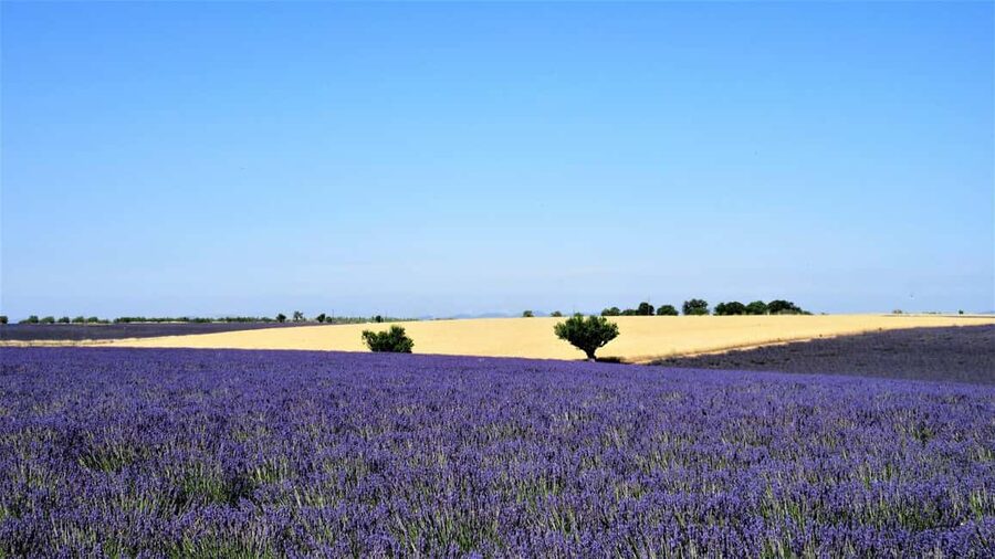 From Aix-en-Provence : Sunset Lavender Tour in Valensole - From Aix to Valensole in the late afternoon