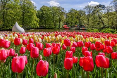 Keukenhof and Dutch Countryside Tour
