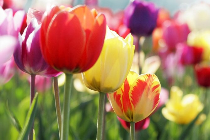 From Amsterdam: Keukenhof and Tulip Experience Tour - What the price includes at $84.08