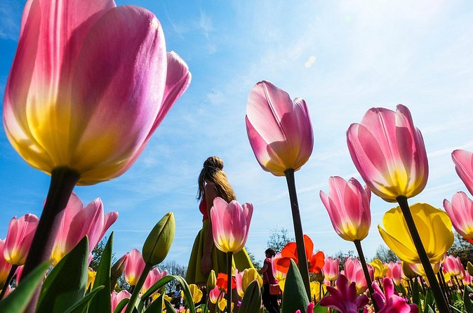 From Amsterdam: Keukenhof and Tulip Experience Tour - Crowds, comfort, and what to bring