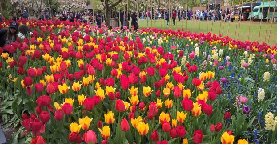 From Amsterdam: Keukenhof and Zaanse Schans Small Group Tour - Inside De Kat, the included windmill visit