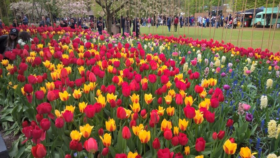 From Amsterdam: Keukenhof and Zaanse Schans Small Group Tour - Is $130 a fair price?