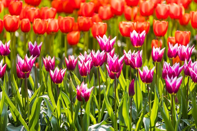 From Amsterdam: Keukenhof Gardens Ticket and Transfer - The bus ride from Amsterdam to Lisse