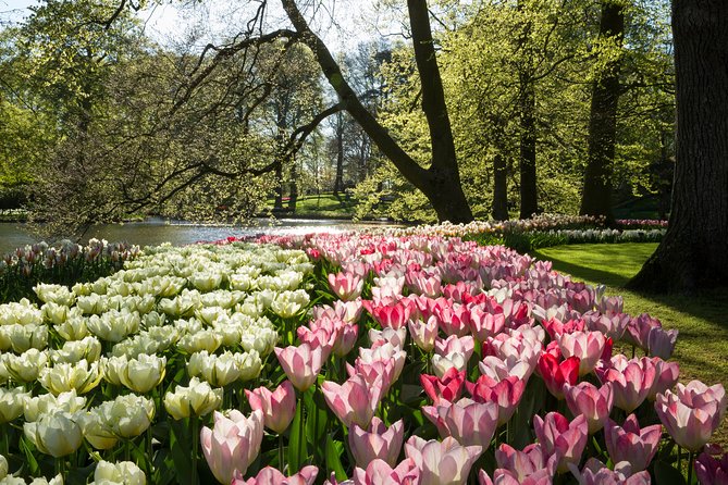 From Amsterdam: Keukenhof Gardens Ticket and Transfer - Three hours inside Keukenhof Gardens