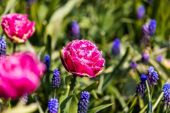 From Amsterdam: Keukenhof Gardens Ticket and Transfer - Price and overall value at $41.51