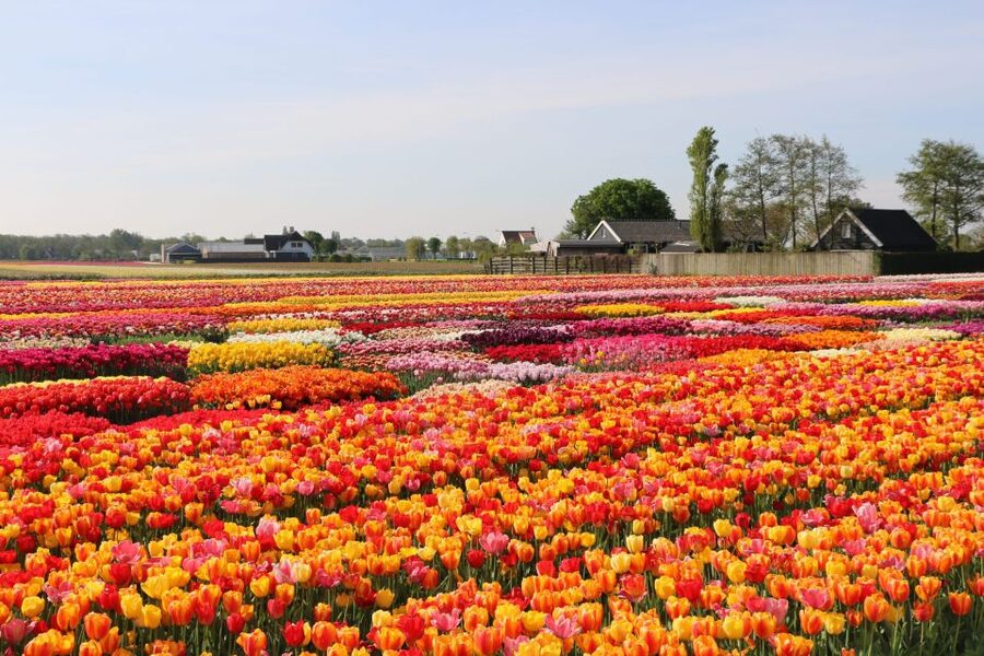From Amsterdam: Keukenhof Gardens & Tulip Experience Tour - The Tulip Experience: farm, museum, and field access