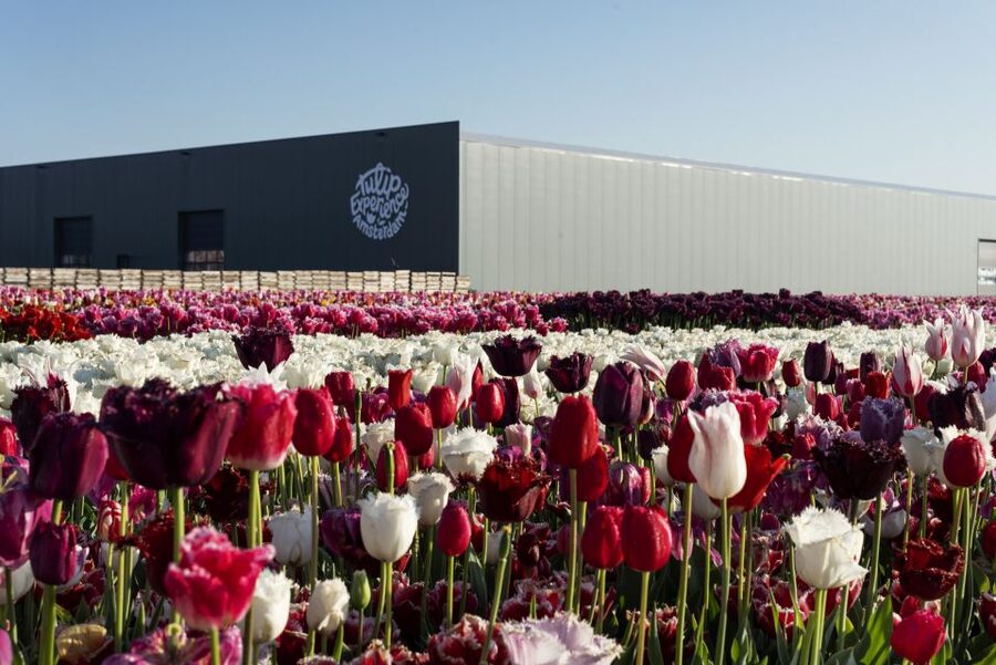 From Amsterdam: Keukenhof Gardens & Tulip Experience Tour - What the $94 price really covers
