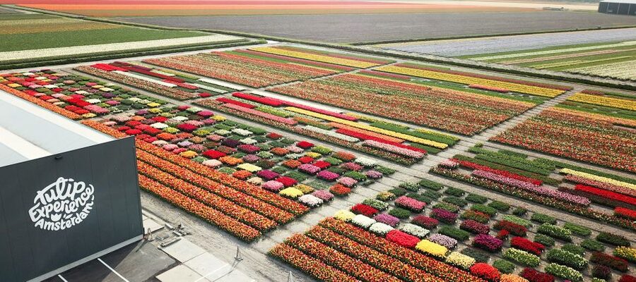 From Amsterdam: Keukenhof Gardens & Tulip Experience Tour - Timing, weather, and the tulip calendar