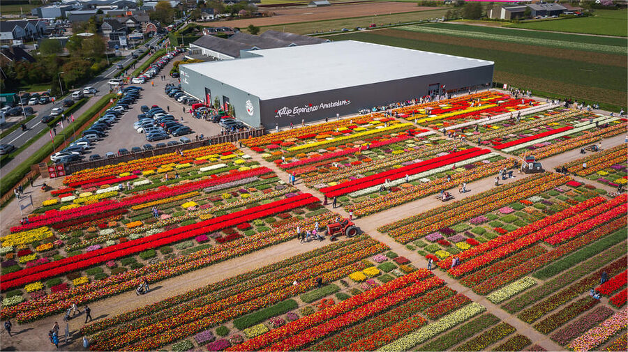 From Amsterdam: Keukenhof Gardens & Tulip Experience Tour - Who should book this outing