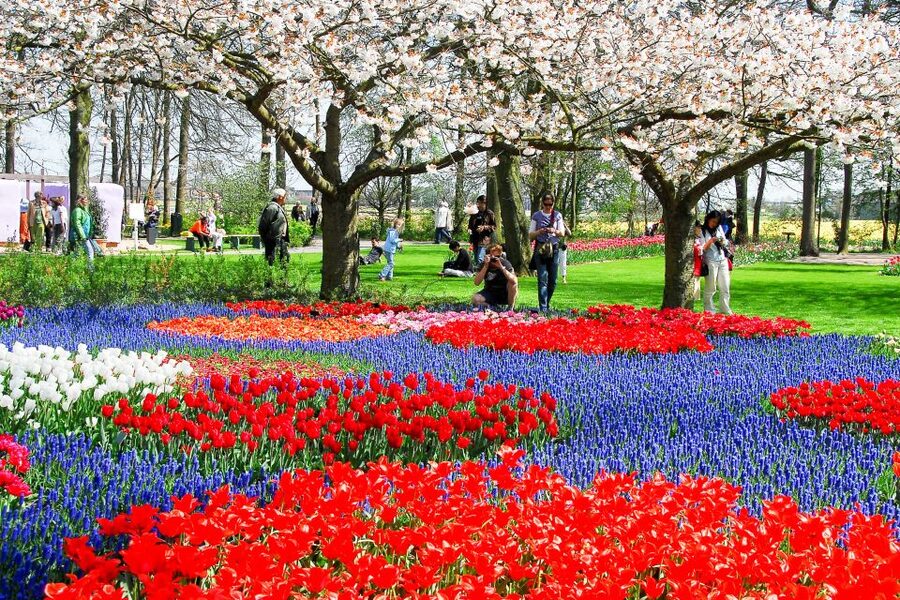 From Amsterdam: Keukenhof Ticket with Transfer - When to visit for the best flowers