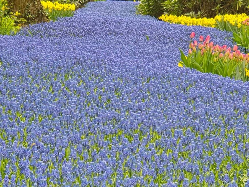 From Amsterdam: Keukenhof Tulips, Windmills & Volendam - Volendam: harbor views, cookies, and your own lunch choice