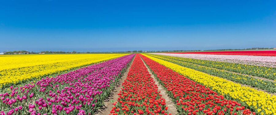 From Amsterdam: take the famous Tulip route tour - Key points at a glance