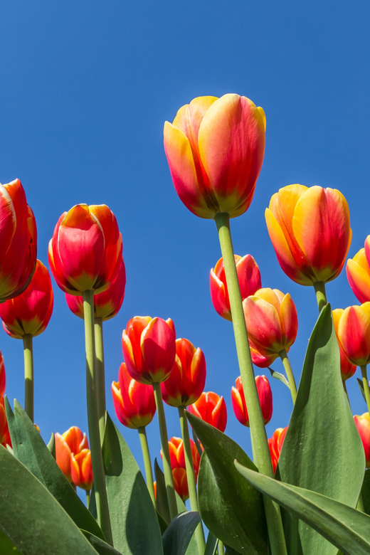From Amsterdam: take the famous Tulip route tour - Why the Noordoostpolder is the real attraction