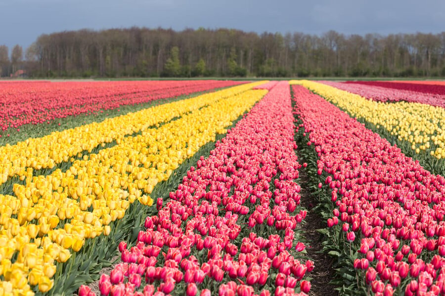 From Amsterdam: take the famous Tulip route tour - Coffee, tea, and a local Dutch snack