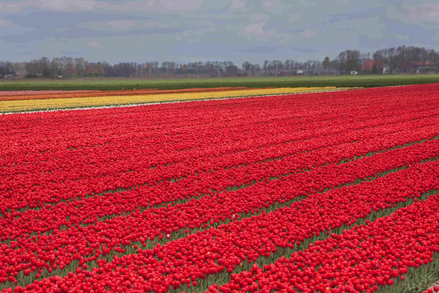 From Amsterdam: take the famous Tulip route tour - Three hours along the 100-kilometer Tulip Route