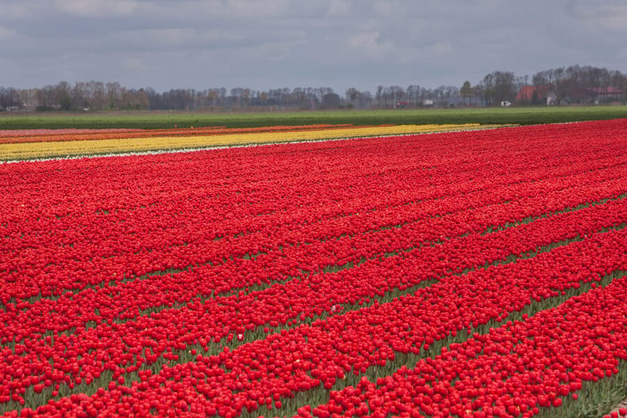 From Amsterdam: take the famous Tulip route tour - The 2 p.m. break at Tulip Experience Field