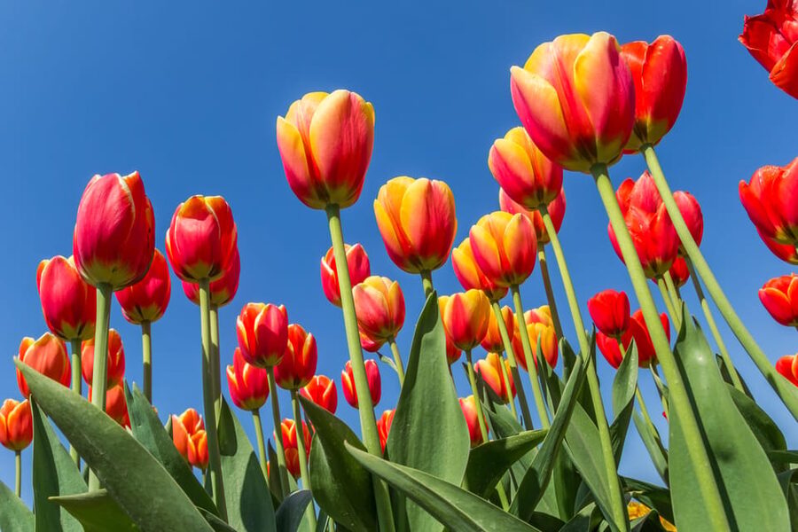 From Amsterdam: take the famous Tulip route tour - Is $152 a fair price?