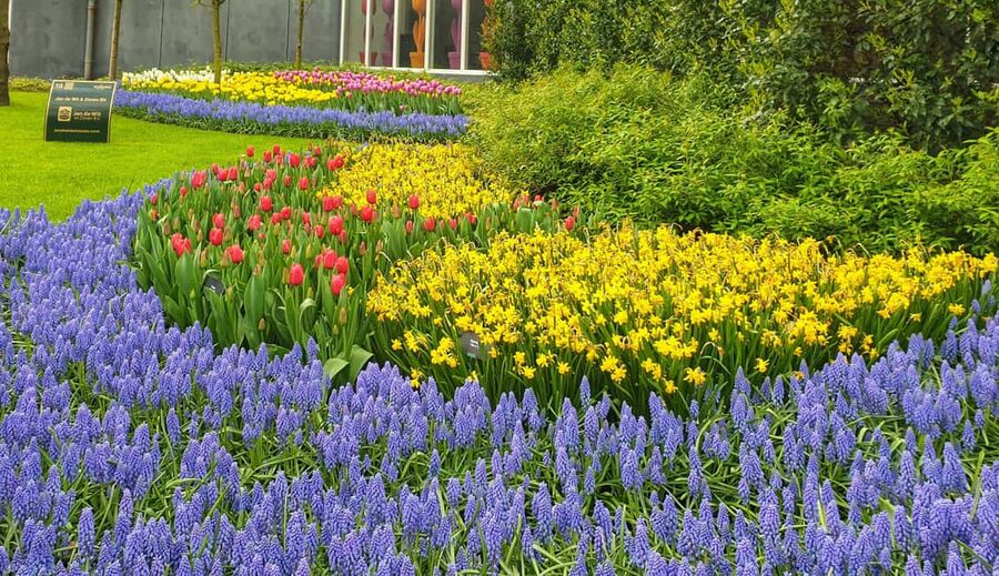 From Amsterdam: Tulip Tour Keukenhof & City Tour Delft - Key points to know before booking