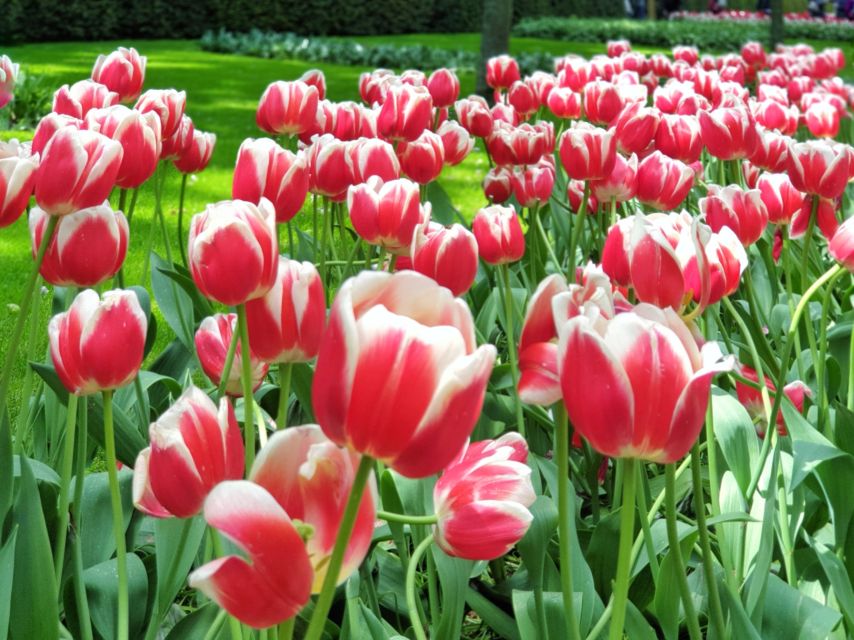 From Amsterdam: Tulip Tour Keukenhof & City Tour Delft - Why this pairing works: flowers first, Delft later