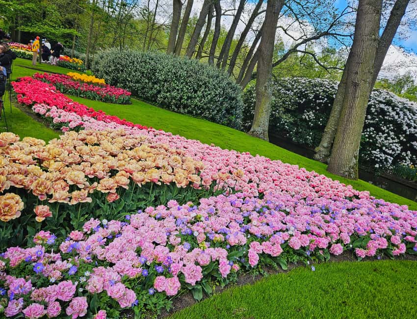 From Amsterdam: Tulip Tour Keukenhof & City Tour Delft - The ride to Delft and a change of mood