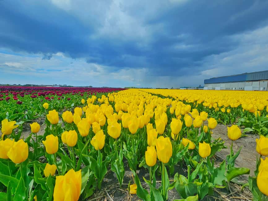 From Amsterdam: Tulip Tour Keukenhof & City Tour Delft - The Delft Blue pottery factory and its important limitation
